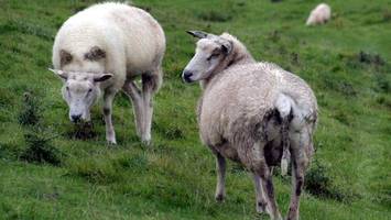 tierseuche hat kreis erreicht: impfen jetzt lebenswichtig