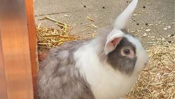 einsame kaninchen-herren suchen damenbekanntschaften