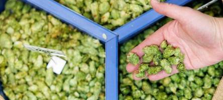 hopfenpflanzer erwarten reiche ernte