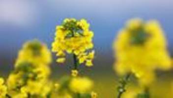 agrar: bauern nicht zufrieden mit rapsernte