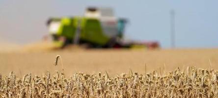 bauern in hessen sprechen von enttäuschender getreideernte