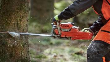 borkenkäfer-plage: tangstedter forst ist massiv befallen