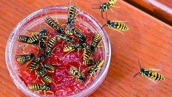 experten-tipps gegen wespen – so lassen sie sich vertreiben