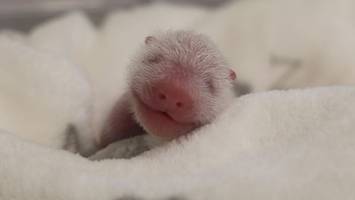 neue bilder von den panda-zwillingen – „erste tage überstanden“