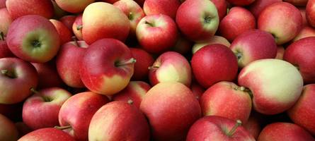 pilzbefall auf früchten: mehr pflanzenschutzmittel für bodensee-Äpfel nötig