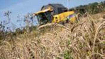 landwirtschaft: bayerns bauern ernten weniger getreide