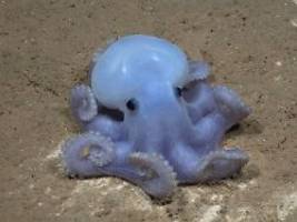 in unterwasser-gebirge vor chile: forscher stoßen auf skurrile tiefsee-lebewesen