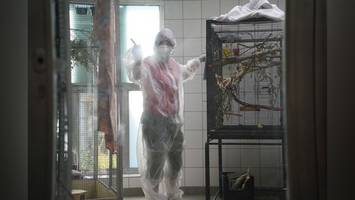 das wasser dreckig, das futter verdorben: exotische vögel gerettet