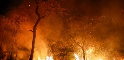 Brände in Brasilien und Kanada: Die Klimagefahr im Wald