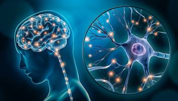 1,65 millionen zellen untersucht - forscher wissen jetzt, was jahre vor alzheimer-diagnose im gehirn passiert