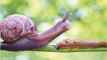 Welche Schnecken gefräßig sind und welche nicht