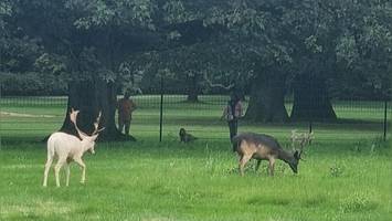 Pünktlich zum Jubiläum: Hirsche sind zurück im Park an der Elbe