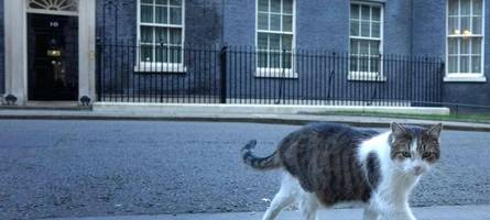 Kater Larry bekommt in der Downing Street Konkurrenz