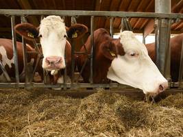 lebensmittel: schweine-könig tönnies dominiert bald auch bei rindern