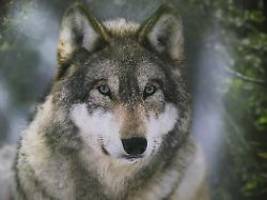 Autor Tibor Rode im Interview: Der Wolf triggert bei uns Menschen etwas Evolutionäres