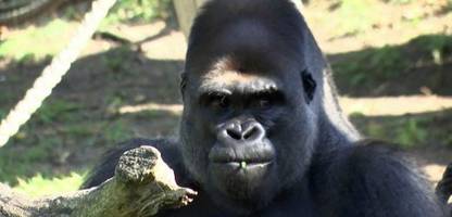 Innovation im Artenschutz: Berliner Zoo führt Experimente mit Kameras und künstlicher Intelligenz bei Gorillas durch