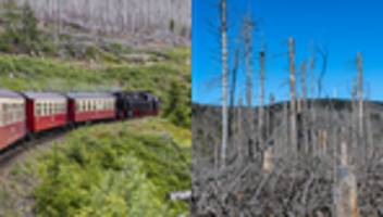 Waldbrand im Harz: Der Kampf gegen die Hanglage