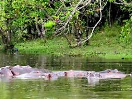 Von Escobar ins Land gebracht: Kolumbien ordnet Jagd auf Kokain-Flusspferde an