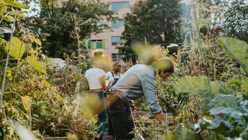 staudenknöterich breitet sich aus - „entwertet häuser katastrophal“: hausbesitzer verzweifeln an invasiver pflanze