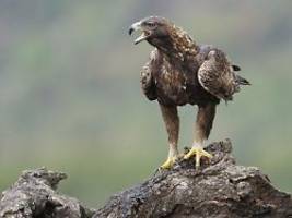 Mutter kämpft mit Raubvogel: Steinadler greift Kleinkind in Nordwegen an