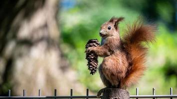 Eichhörnchen erobern Berlin: Was beim Füttern zu beachten ist