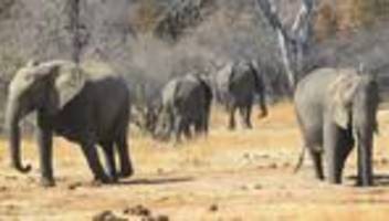 Wasserkrise: Simbabwe will wegen Dürre 200 Elefanten töten