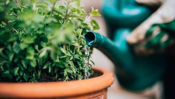 Winter kommt - Das sollten Sie jetzt in Ihrem Garten machen