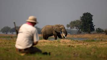 Umstrittene Entscheidung - Afrikanisches Land kündigt Tötung von 200 Elefanten an
