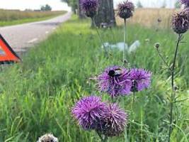 Forschung in Schweden: Kann der Straßenrand die Bienen retten?