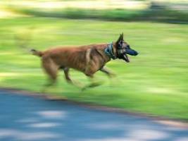 Polizist vor Gericht: Polizeihund soll Frau skalpiert haben