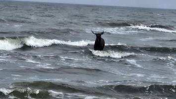 Elch nimmt Ostsee-Bad – und erhält eine Polizei-Eskorte