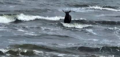 Usedom: Elch nimmt Bad in der Ostsee