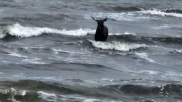 Elch badet in der Ostsee und sorgt für Aufsehen