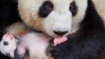 So geht es den Panda-Mädchen nach einem Monat