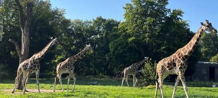 „Sie ist ganz entspannt“: Augsburger Zoo begrüßt eine neue Giraffe