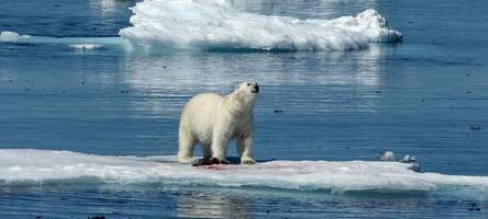 Erster Eisbär seit 2016 in Island gesichtet - von der Polizei erschossen