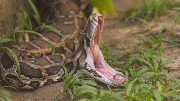 In Bangkok - Polizei rettet Frau nach zweistündigem Python-Angriff