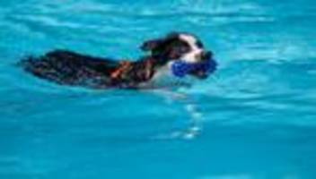 hundeschwimmen: bahn frei für hunde zum saisonende in nrws freibädern