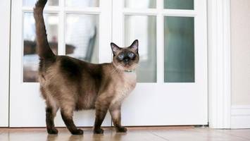 spektakuläre heimkehr: vermisste katze läuft über 1000 kilometer
