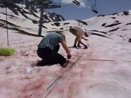 Verschiedene Faktoren nötig: Wie Blutschnee in den Alpen entsteht