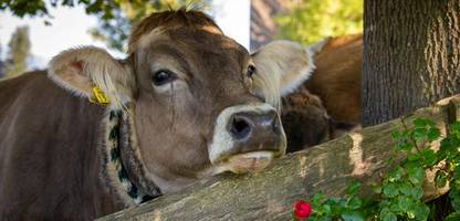 Ernährungsreport: Immer mehr Menschen achten auf Herkunft der Lebensmittel