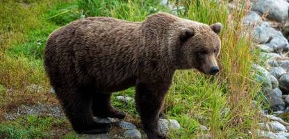 »Fat Bear Week« in Alaska: Wer ist der moppeligste Junior-Bär?