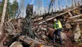 Waldbrand am Brocken: Rund 17 Hektar Wald im Nationalpark Harz wurden durch Feuer vernichtet