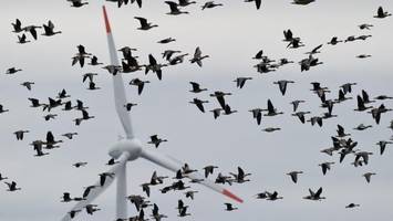 Neue Windparks: Die große Angst vor dem Vogelsterben