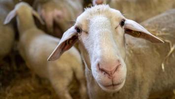 Gefährliche Tierseuche verbreitet sich weiter in Bergedorf