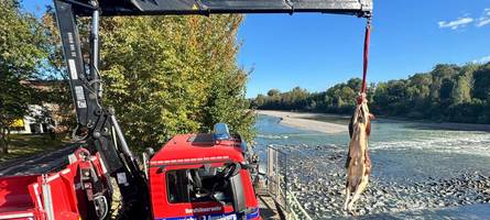 Flucht vor Schlachter endet im Lech: Stier sorgt für irre Szenen