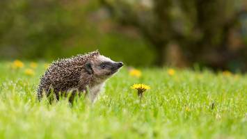 Tierische Spuren im Garten - Igelkot oder Rattenkot? Das ist der Unterschied