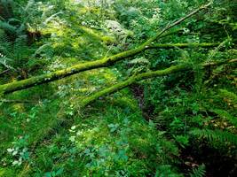 Biodiversität: „Es geht hier um die Bewahrung eines Lebenserhaltungssystems“