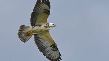 Bussard ist längst weg - 230 Wohnungen in Berlin können wegen leerem Vogelnest nicht gebaut werden