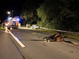 Erschreckte ein Wolf die Tiere?: Taxifahrer und zwei Pferde sterben bei Zusammenstoß